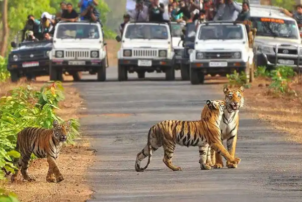 Time to Spot Tigers in Jim Corbett National Park Image of Spot Tigers in Jim Corbett National Park